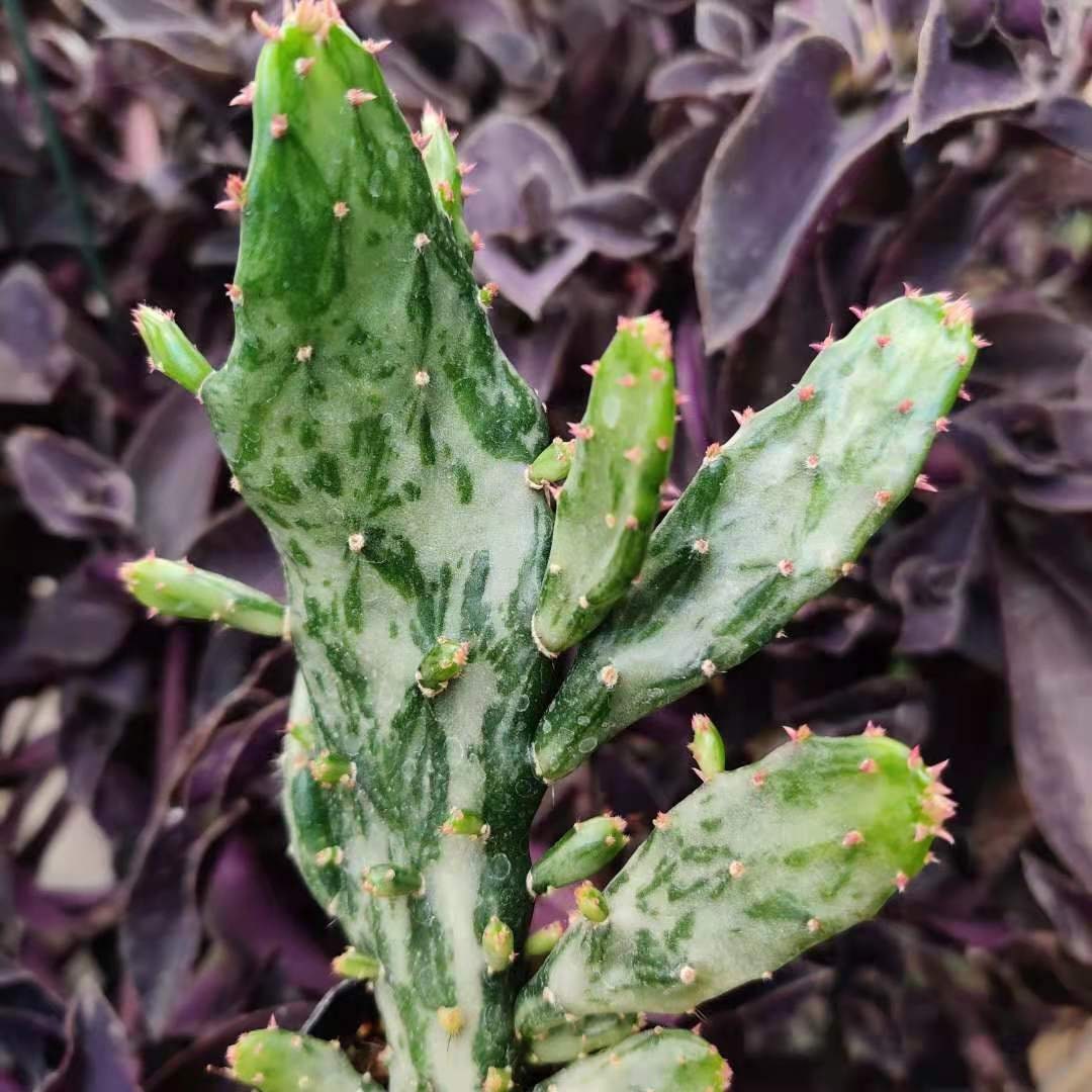 2"pot  Opuntia Maverick Variegated Cactus