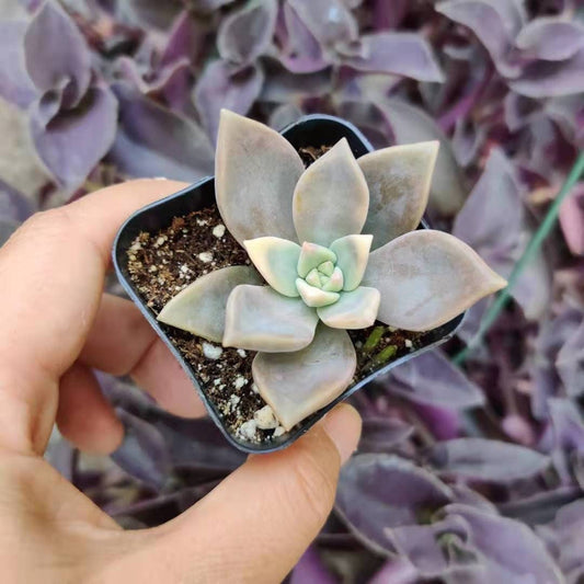 2"pot Succulent plants Variegated Graptoveria Paraguayense