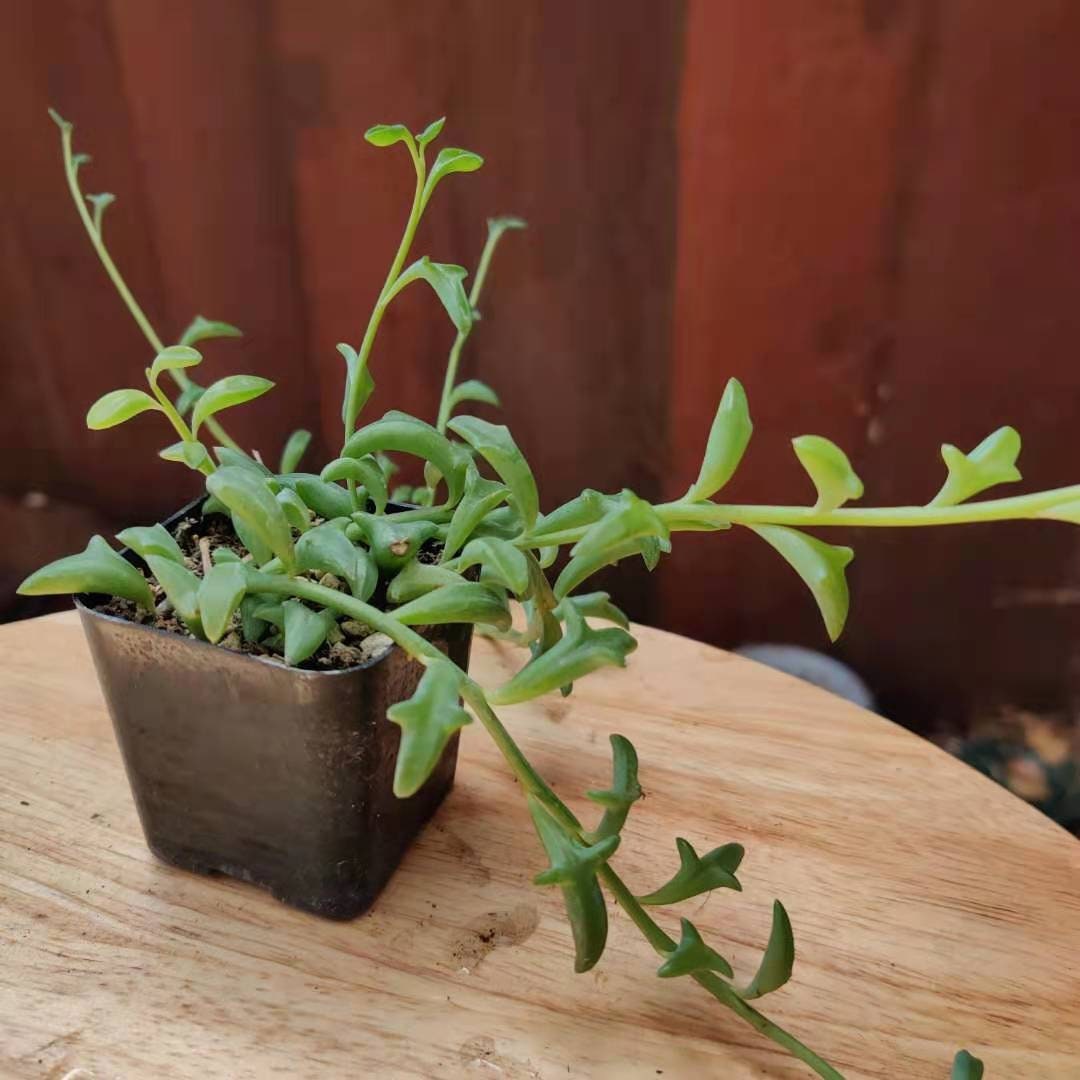 Cuttings/2"pot Succulent Plants  String of Dolphins