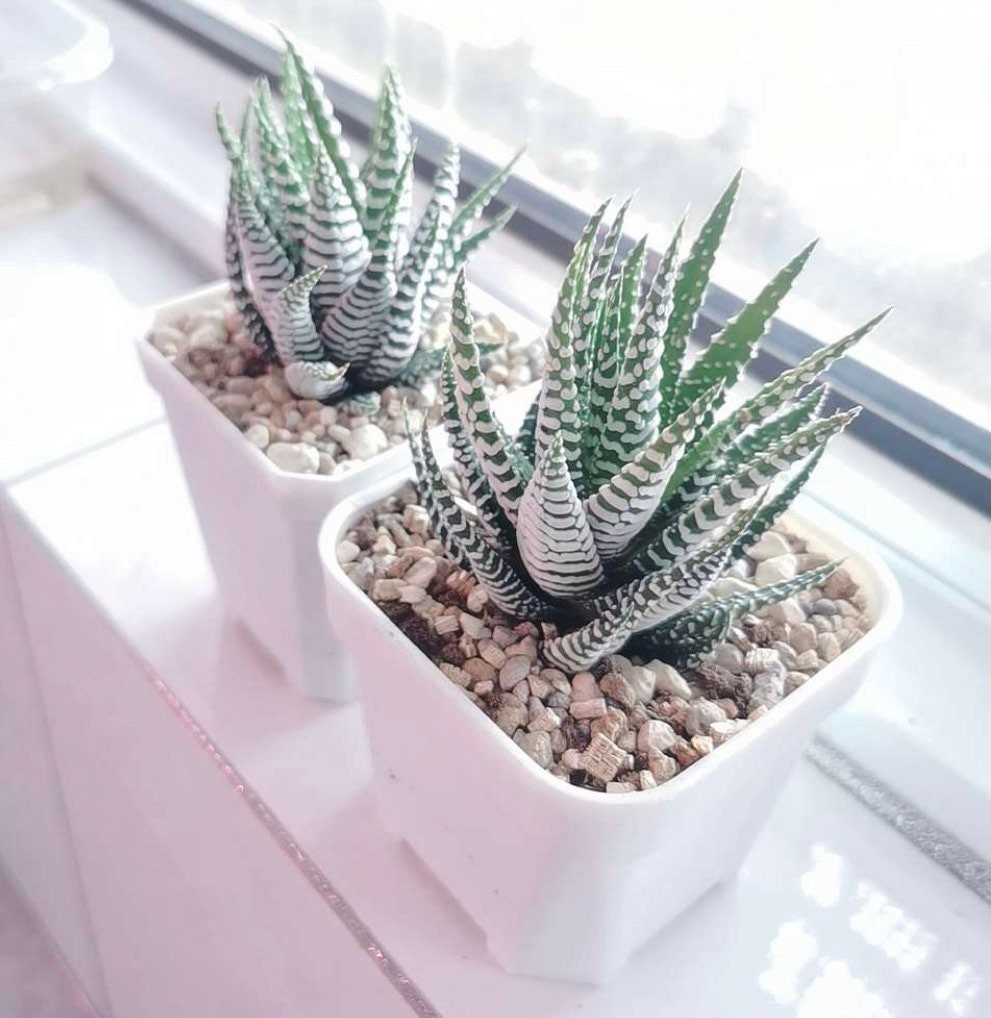 2”pot Succulent Plants Haworthia Faciata
