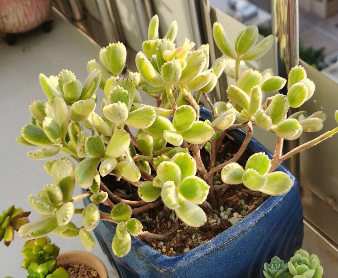 2”pot 4”pot  Succulent Plants Cotyledon tomentosa "Bear's Paw" Variegated