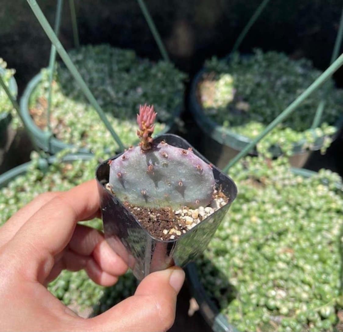 2”pot 4"pot Live purple color Opuntia Santa Rita
