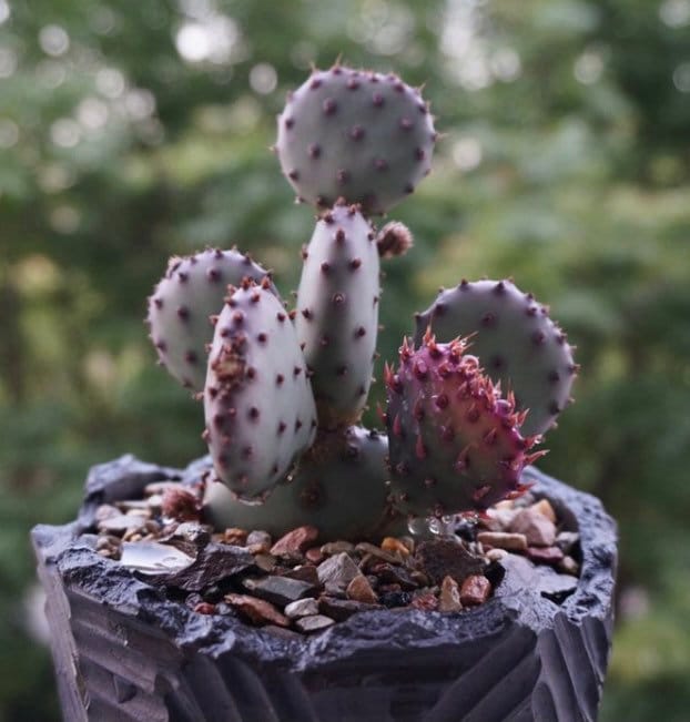 2”pot 4"pot Live purple color Opuntia Santa Rita