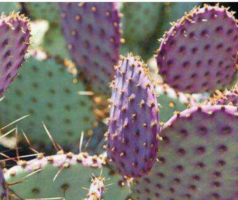2”pot 4"pot Live purple color Opuntia Santa Rita