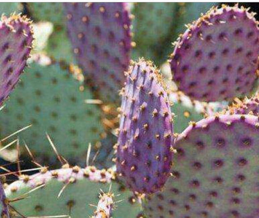2”pot 4"pot Live purple color Opuntia Santa Rita