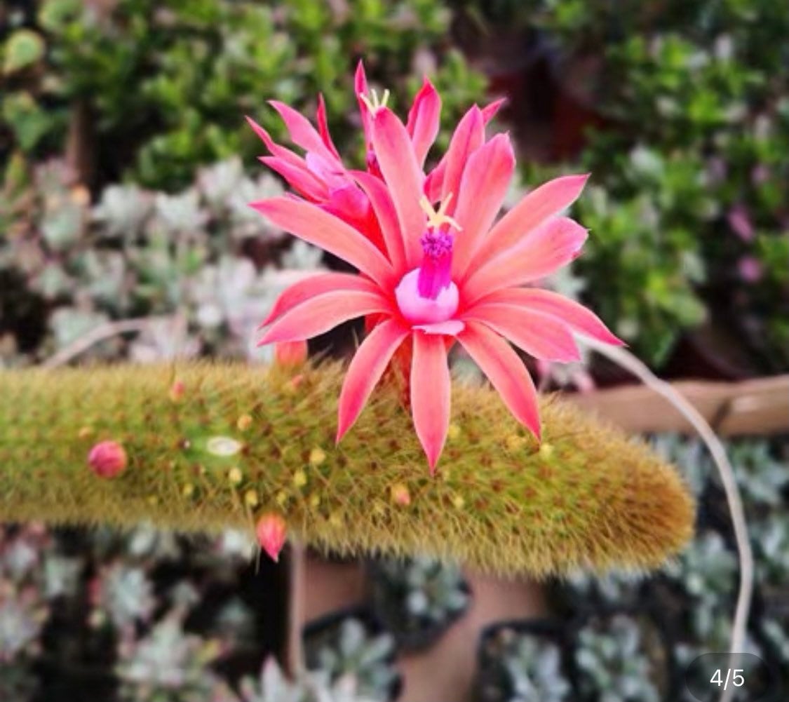 2”pot 4" pot Cactus Plants Golden Rat Tail