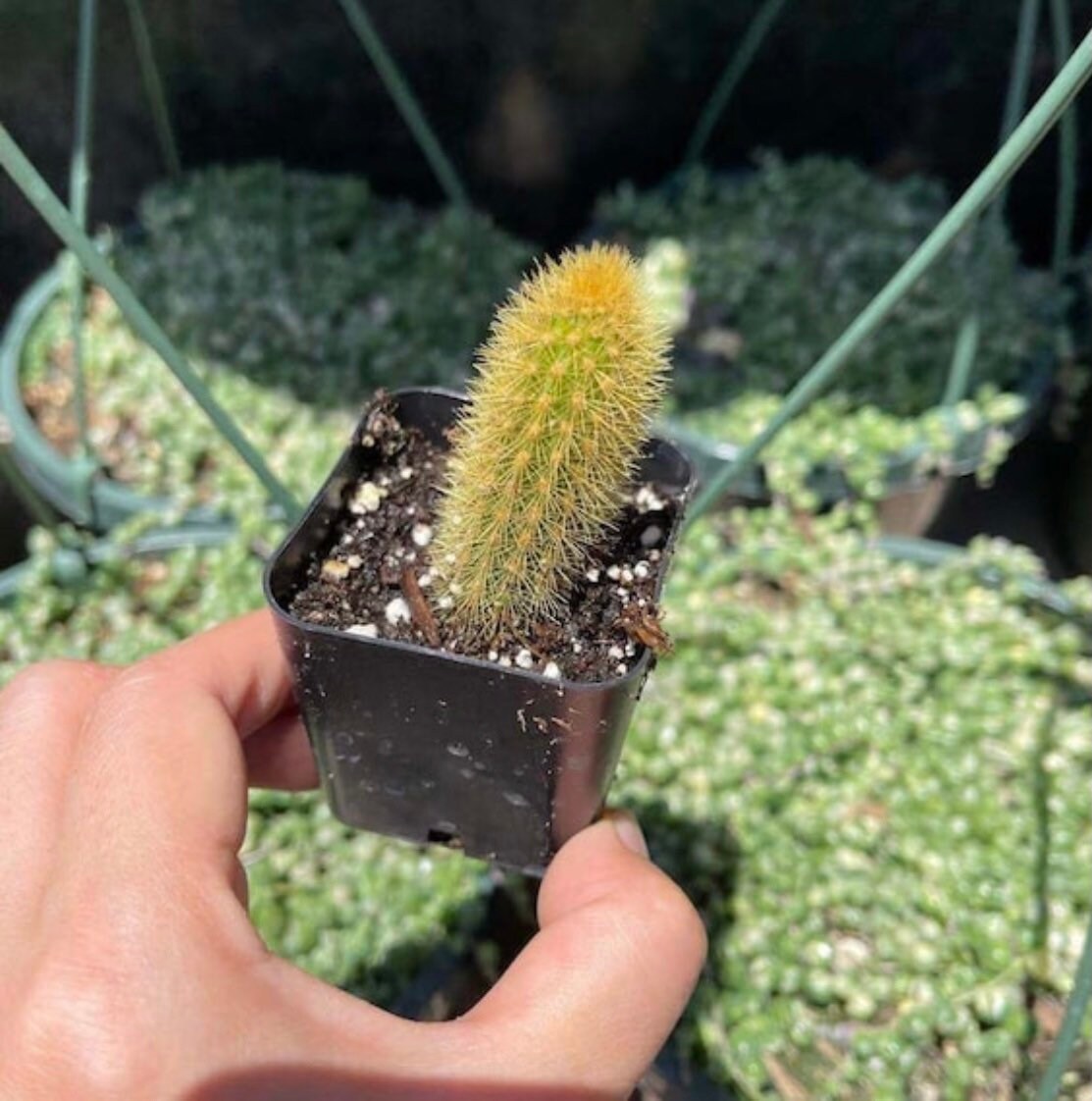 2”pot 4" pot Cactus Plants Golden Rat Tail