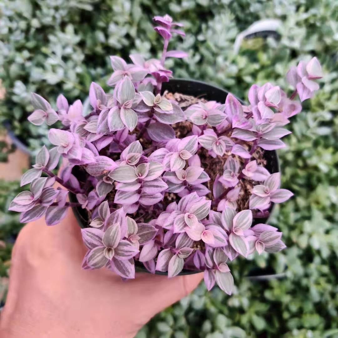 2” pot 4"pot live plant Callisia repens 'pink pather'