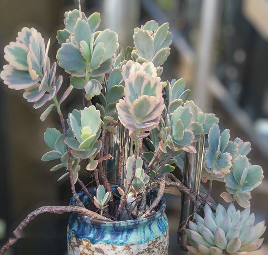 2" pot Kalanchoe Fedtschenkoi Variegated