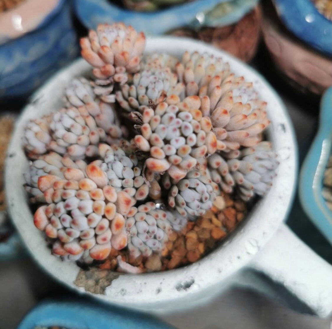 2"pot 4"pot Succulent Plants Graptopetalum Blue Beans