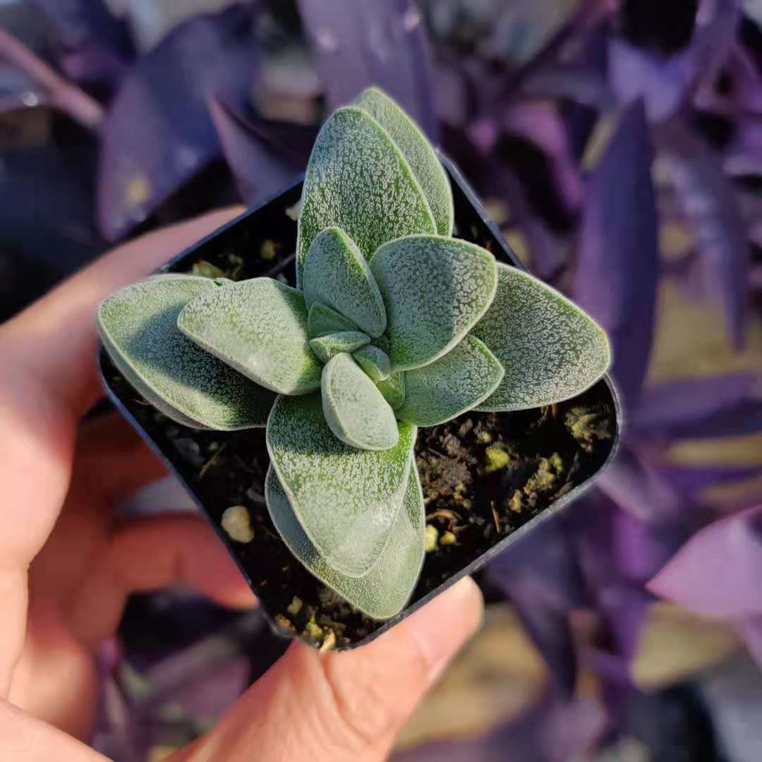 2"pot Succulent Plant Crassula Morgan’s Beauty