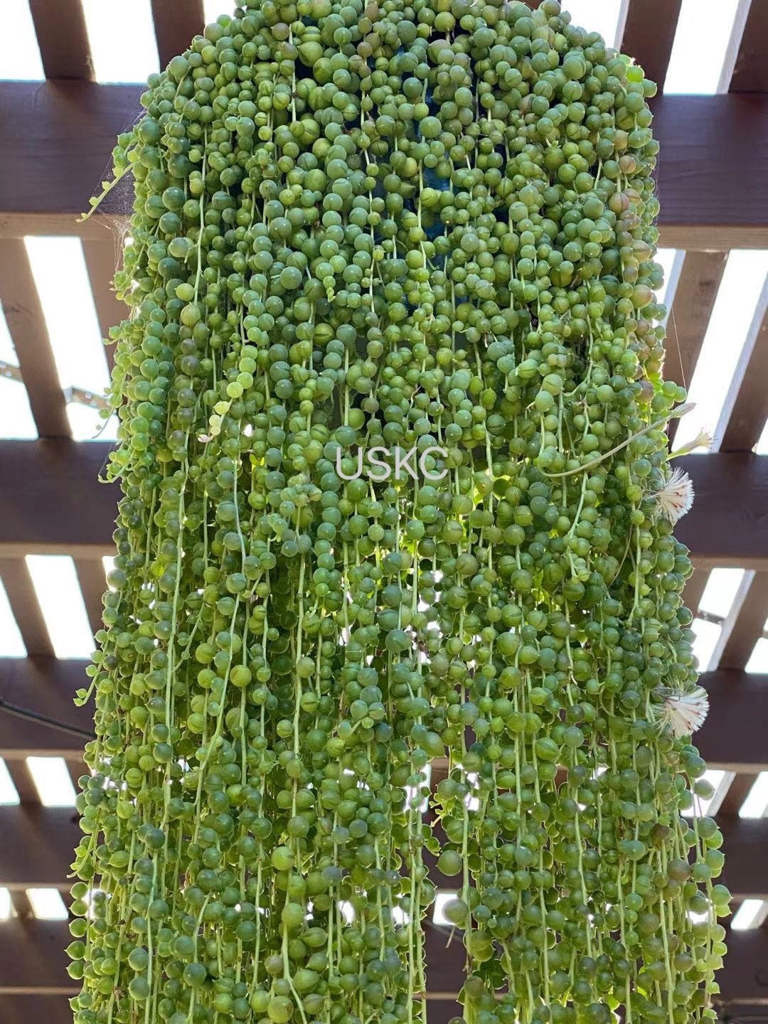 Cuttings / 2" 4" 6”pot  String Of Pearls