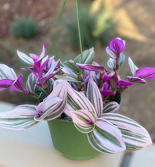 2.5"pot 4" pot live plants Tradescantia Nanouk
