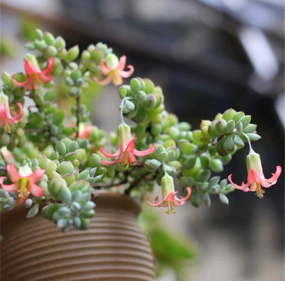 2"pot 4" pot succulent plants Cotyledon Pendens
