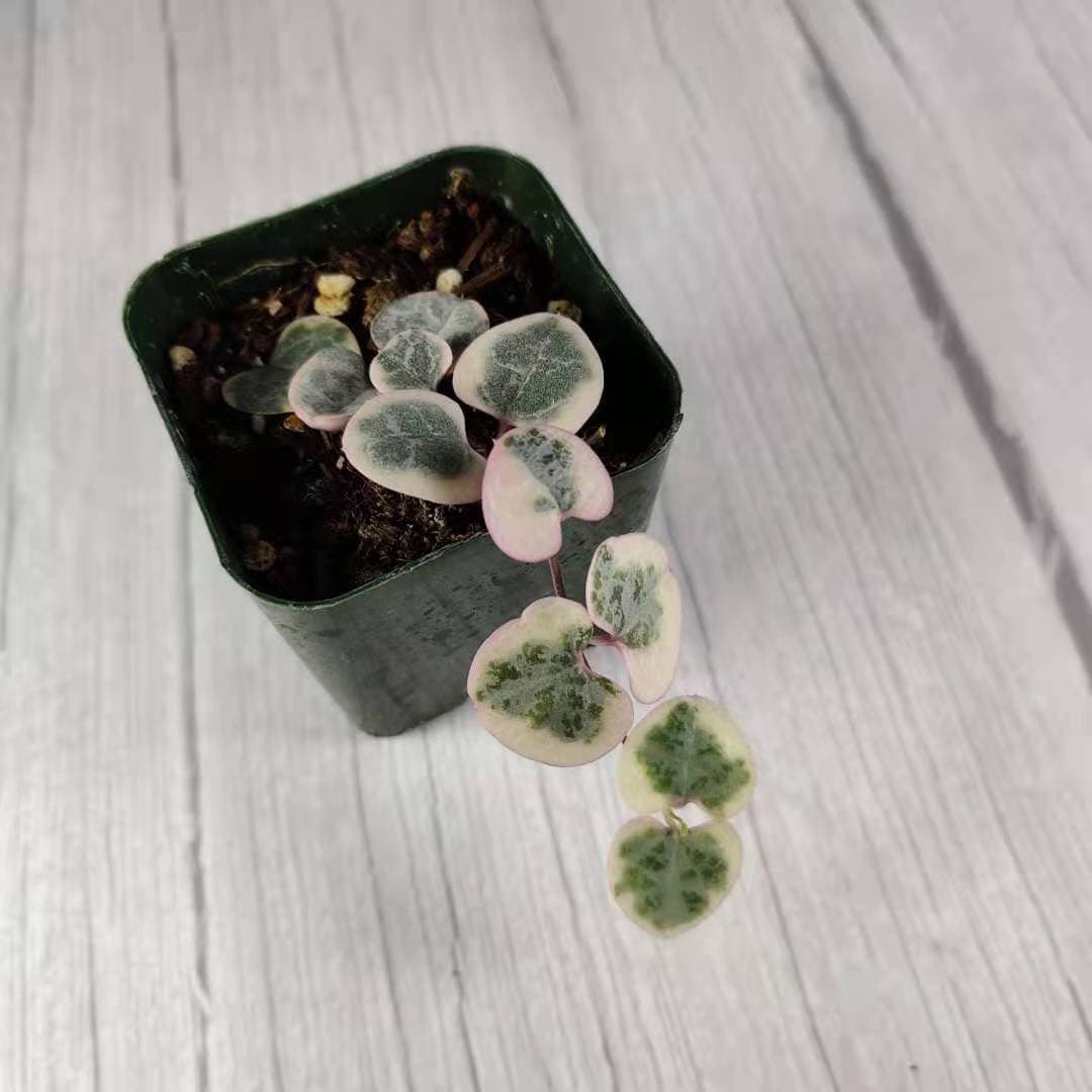 2"pot/4"pot String of hearts variegated