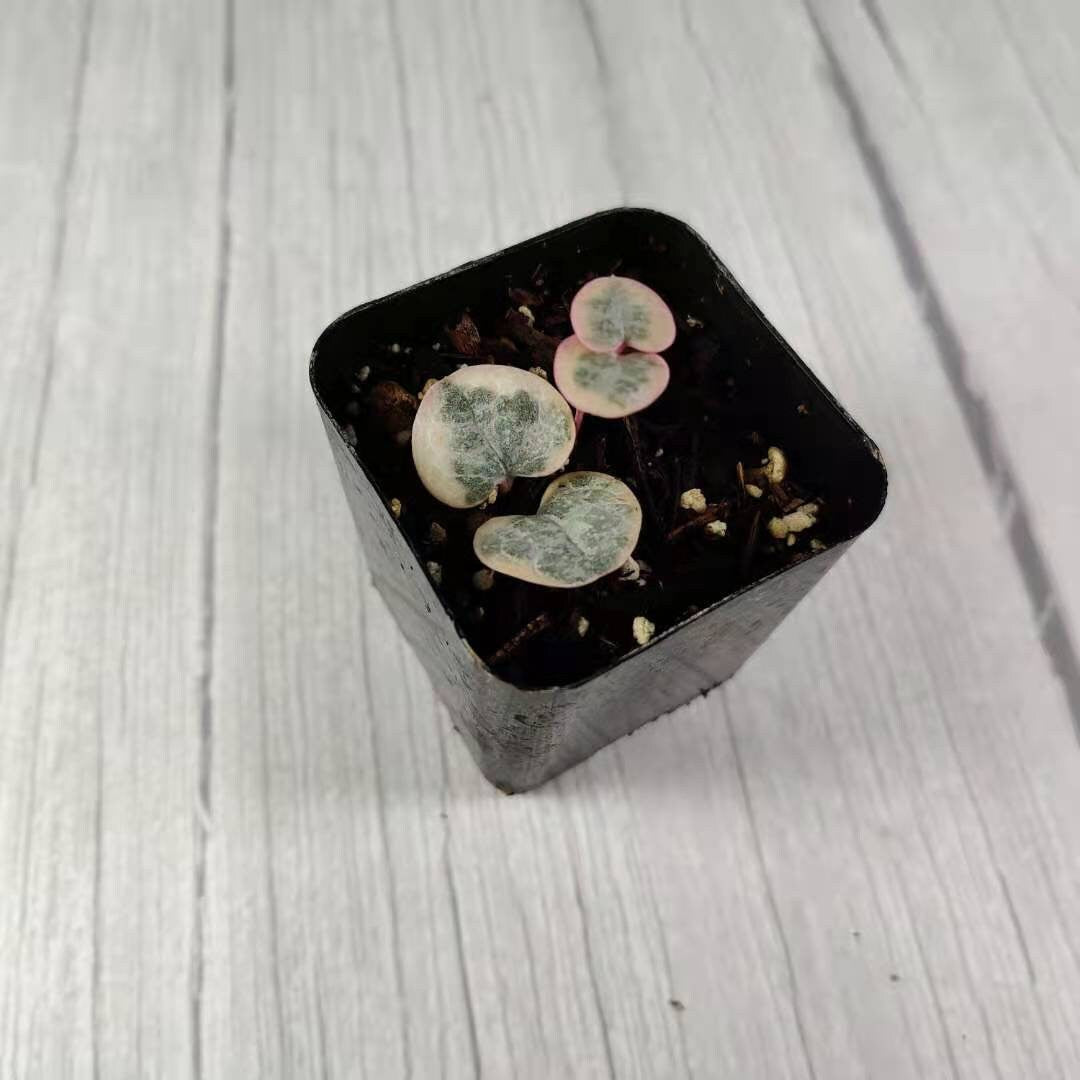 2"pot/4"pot String of hearts variegated