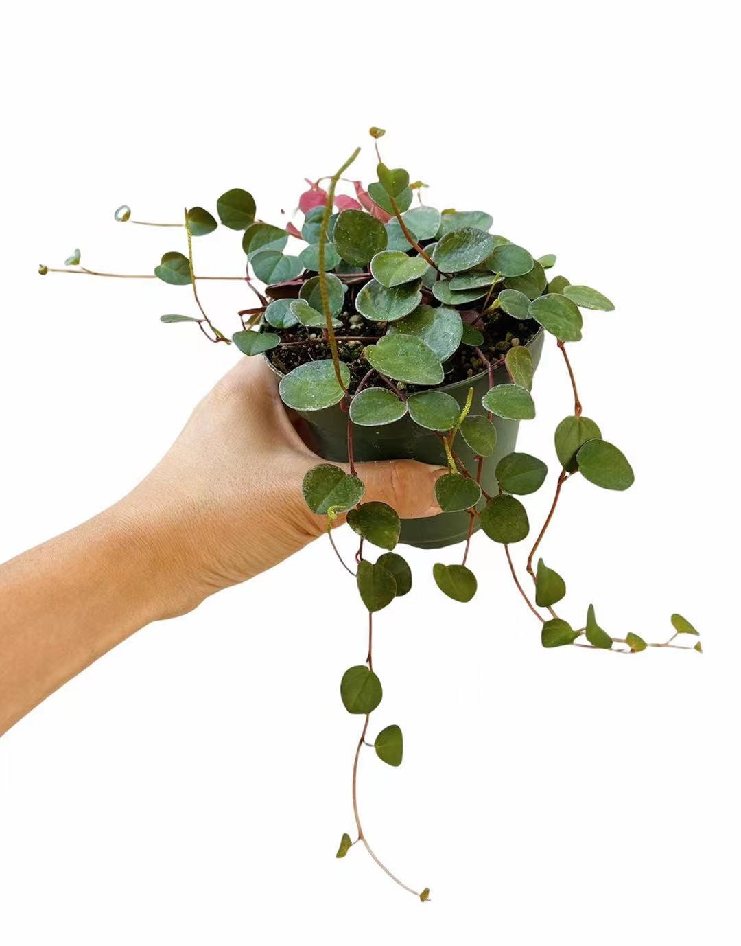 Leave cuttings Succulent Plants Peperomia Ruby Cascade