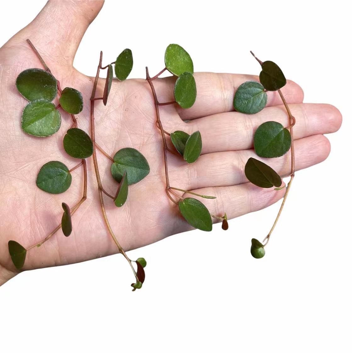 Leave cuttings Succulent Plants Peperomia Ruby Cascade