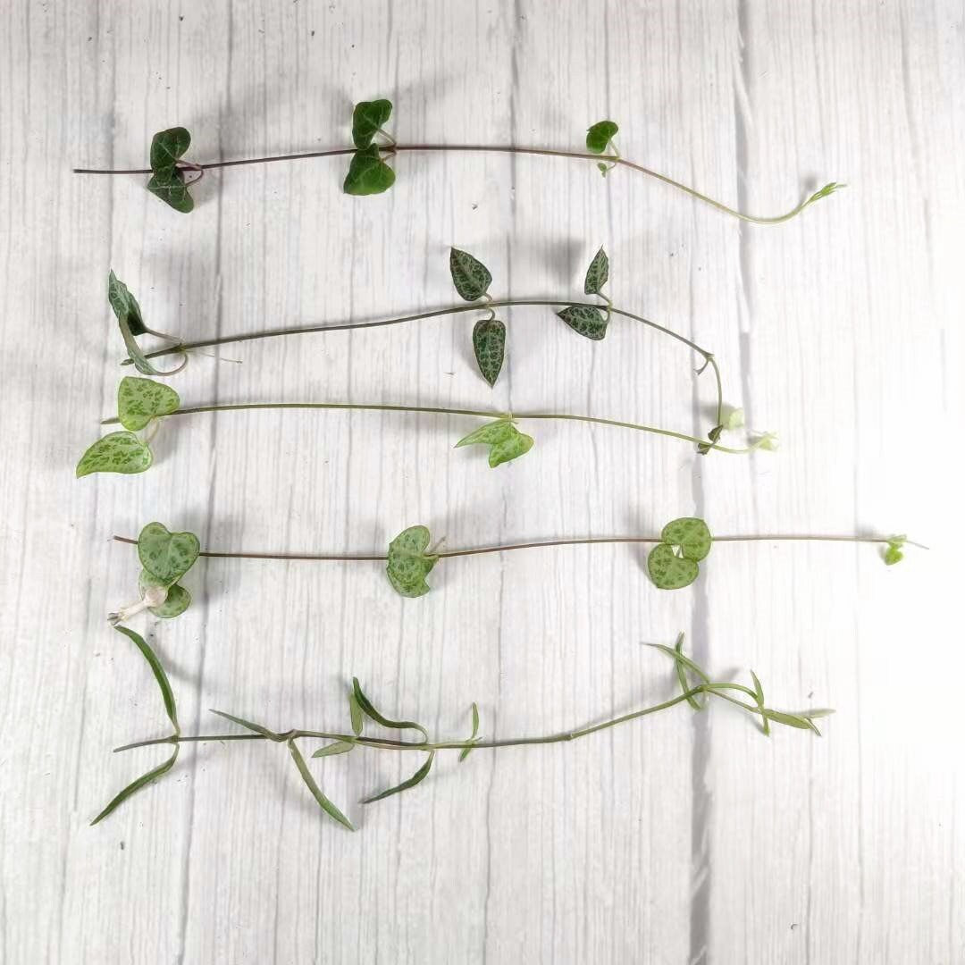Leave cutting  unrooted  5 pieces mix String plants