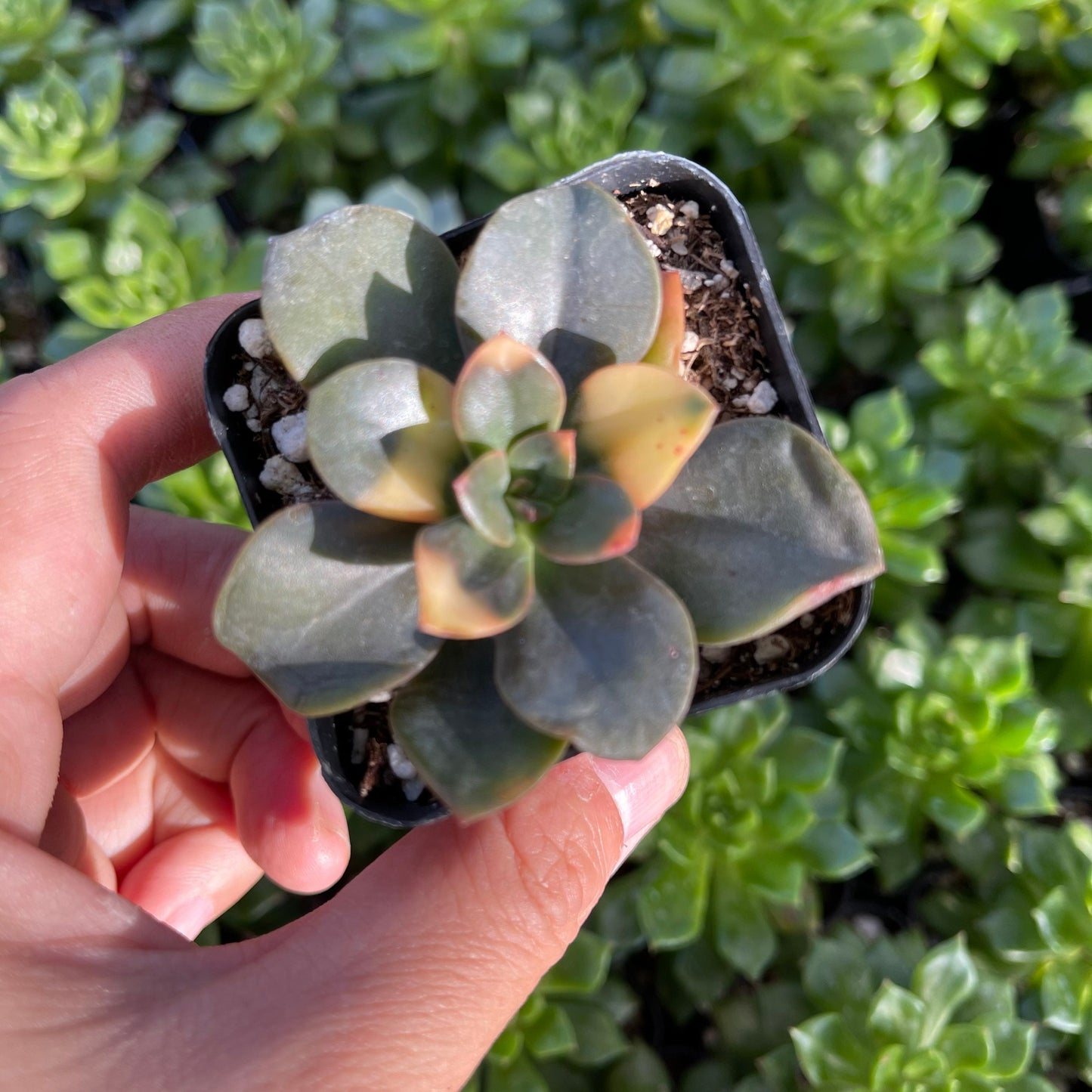 2” Succulent plant Echeveria Chroma