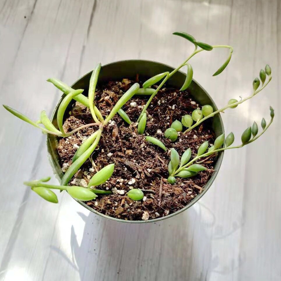 Leave cutting  unrooted  5 pieces mix String plants