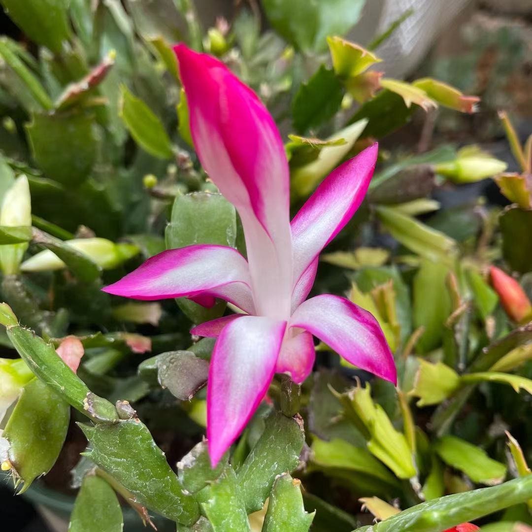 Unrooted Leave cuttings Thanksgiving cactus