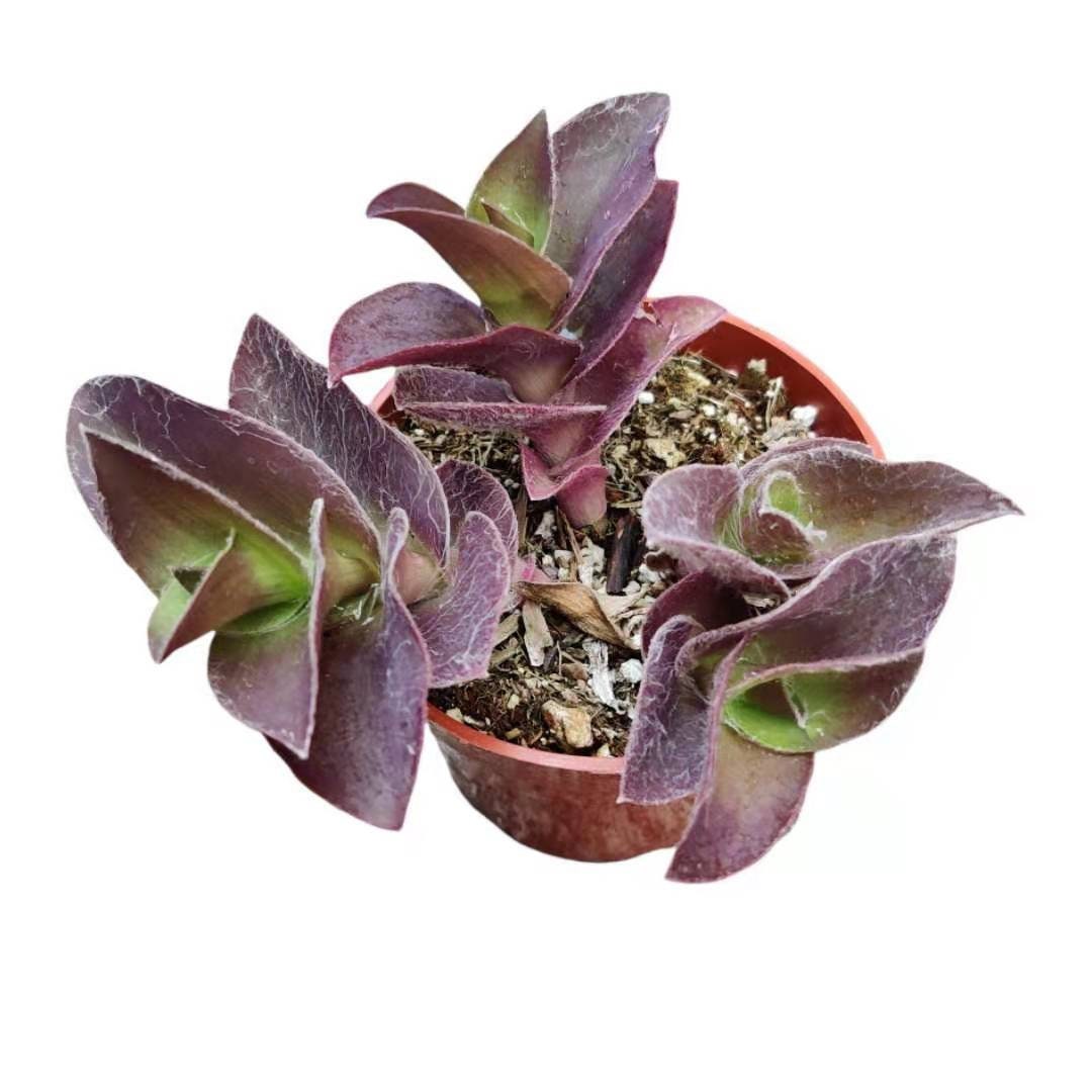 2"pot 4"pot Wandering Jew Plants Tradescantia Pale Puma Wandering Jew