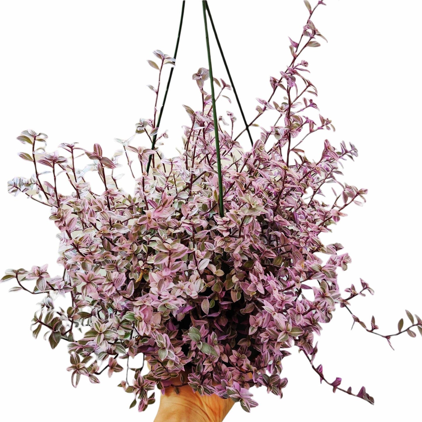 2” pot 4"pot live plant Callisia repens 'pink pather'