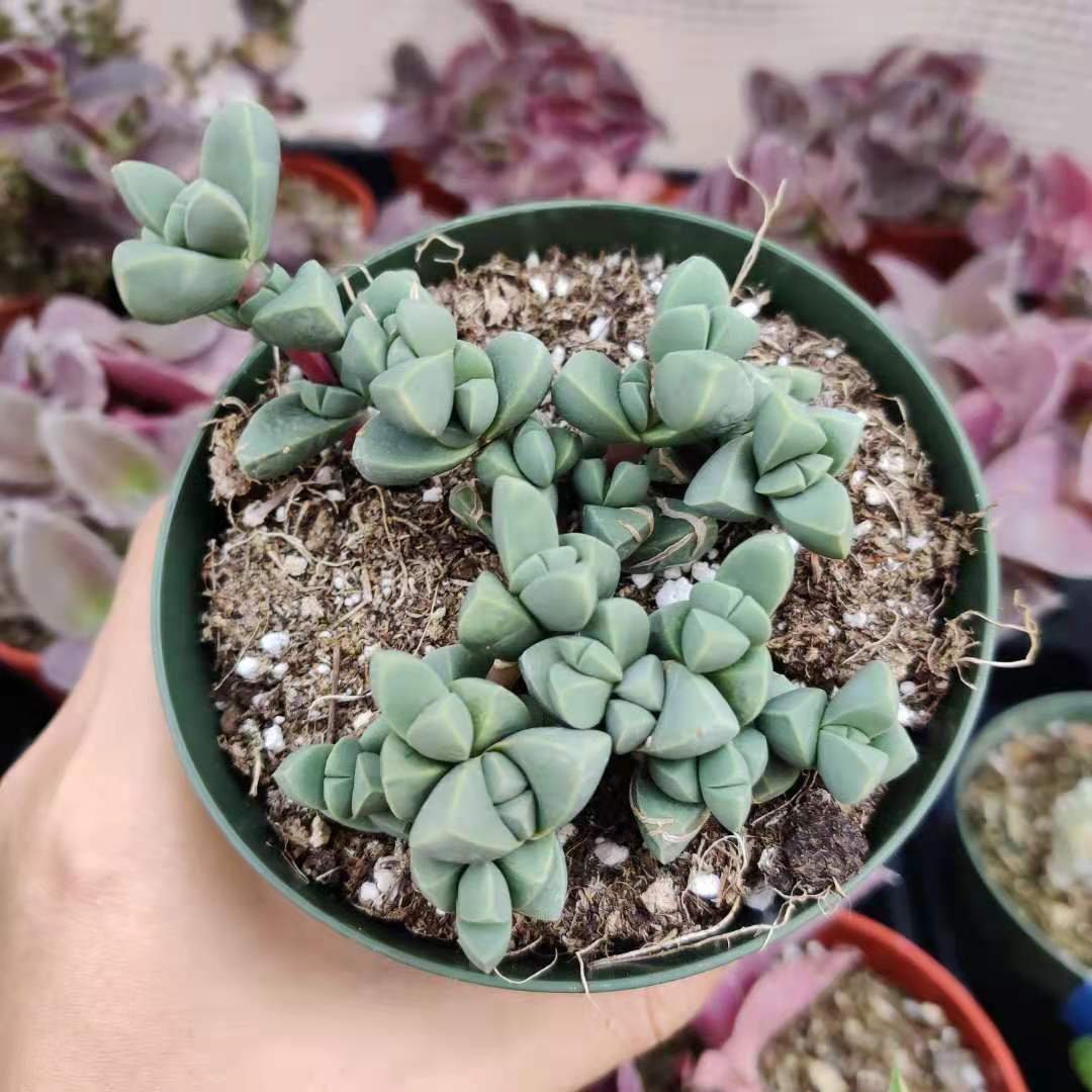 2"pot 4” pot Succulents Corpuscularia Lehmannii Ice Plant
