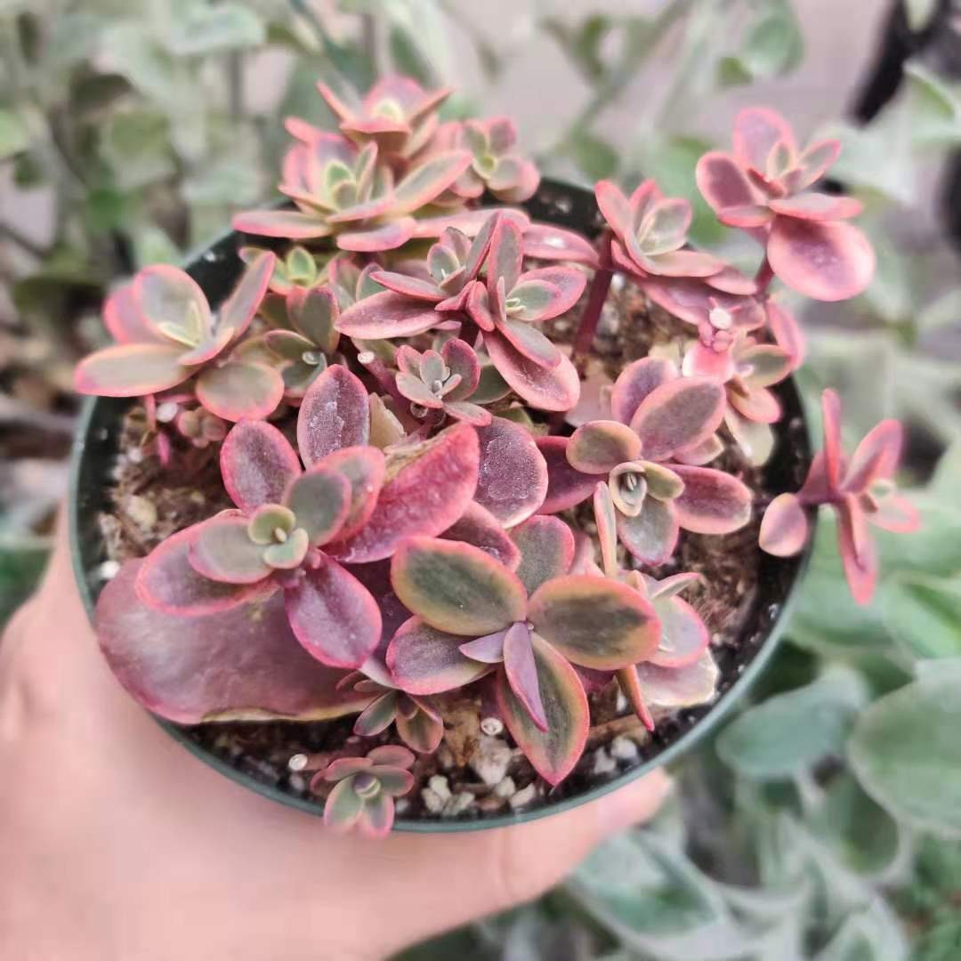 4”pot Succulent Plants Sedum Sunsparkler Wild Fire