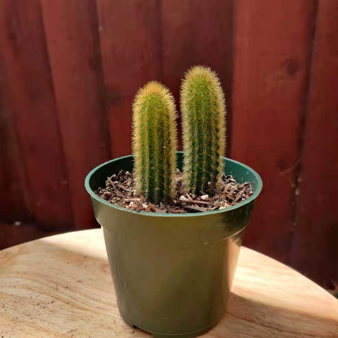 2”pot 4" pot Cactus Plants Golden Rat Tail