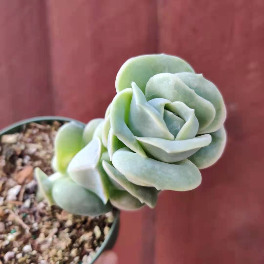 2”pot 4" pot Rare Succulents Plants succulents Echeveria Lovely rose