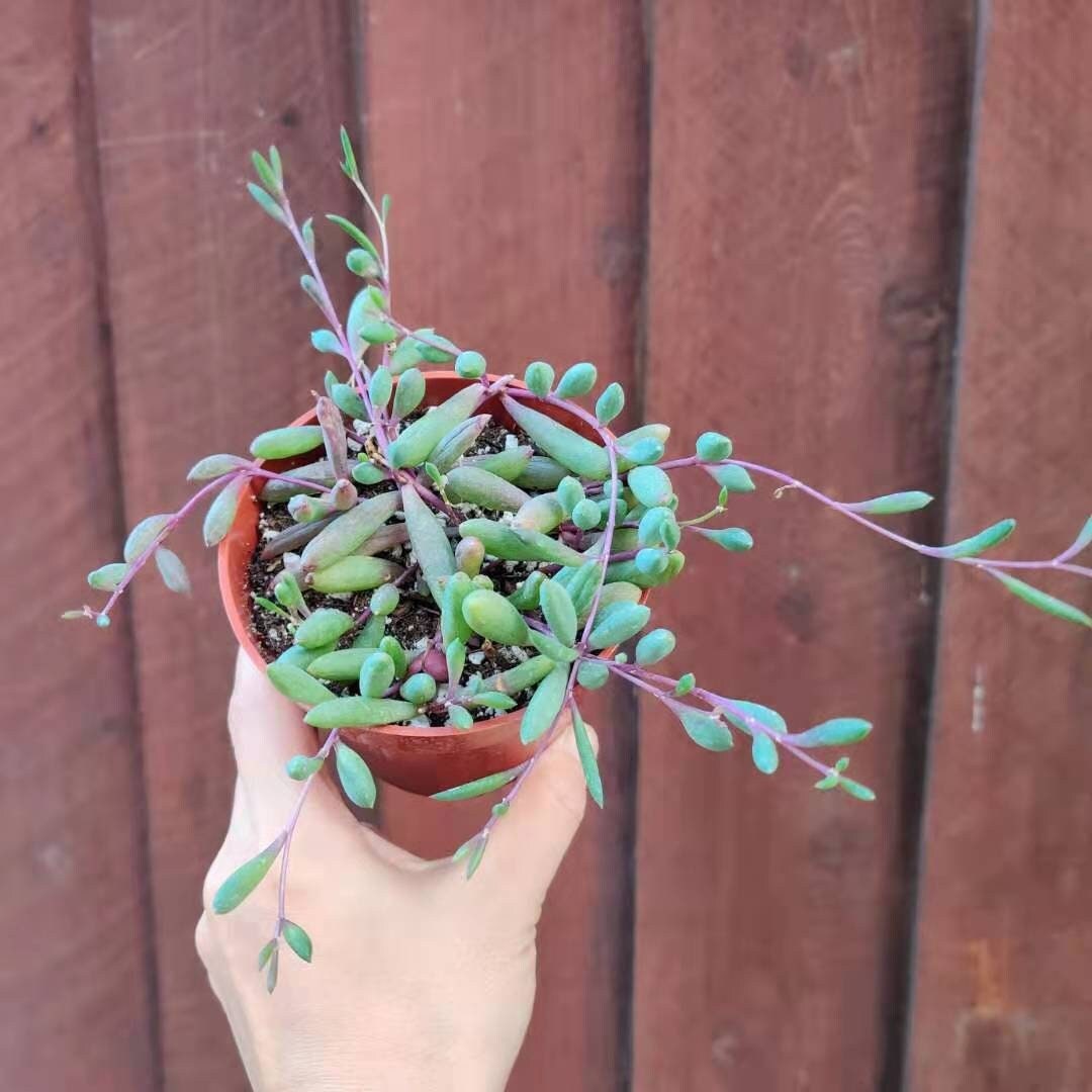 Cuttings/2" pot /4"pot Succulent Plants Othonna Capensis/Ruby Necklace