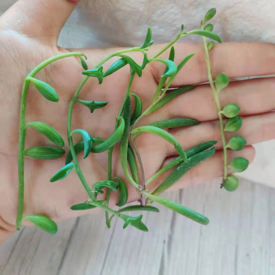 Leave cutting  unrooted  5 pieces mix String plants