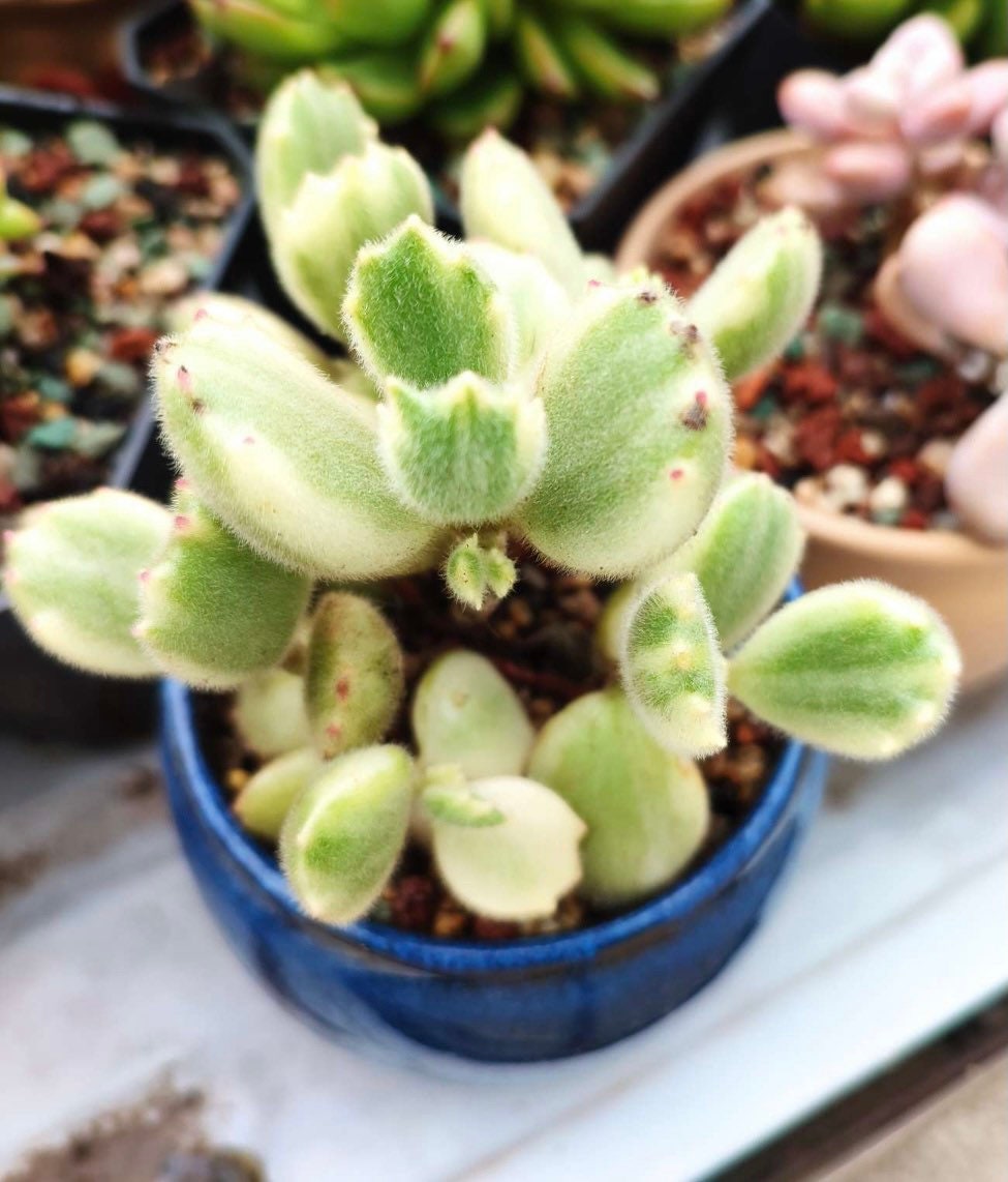 2”pot 4”pot  Succulent Plants Cotyledon tomentosa "Bear's Paw" Variegated