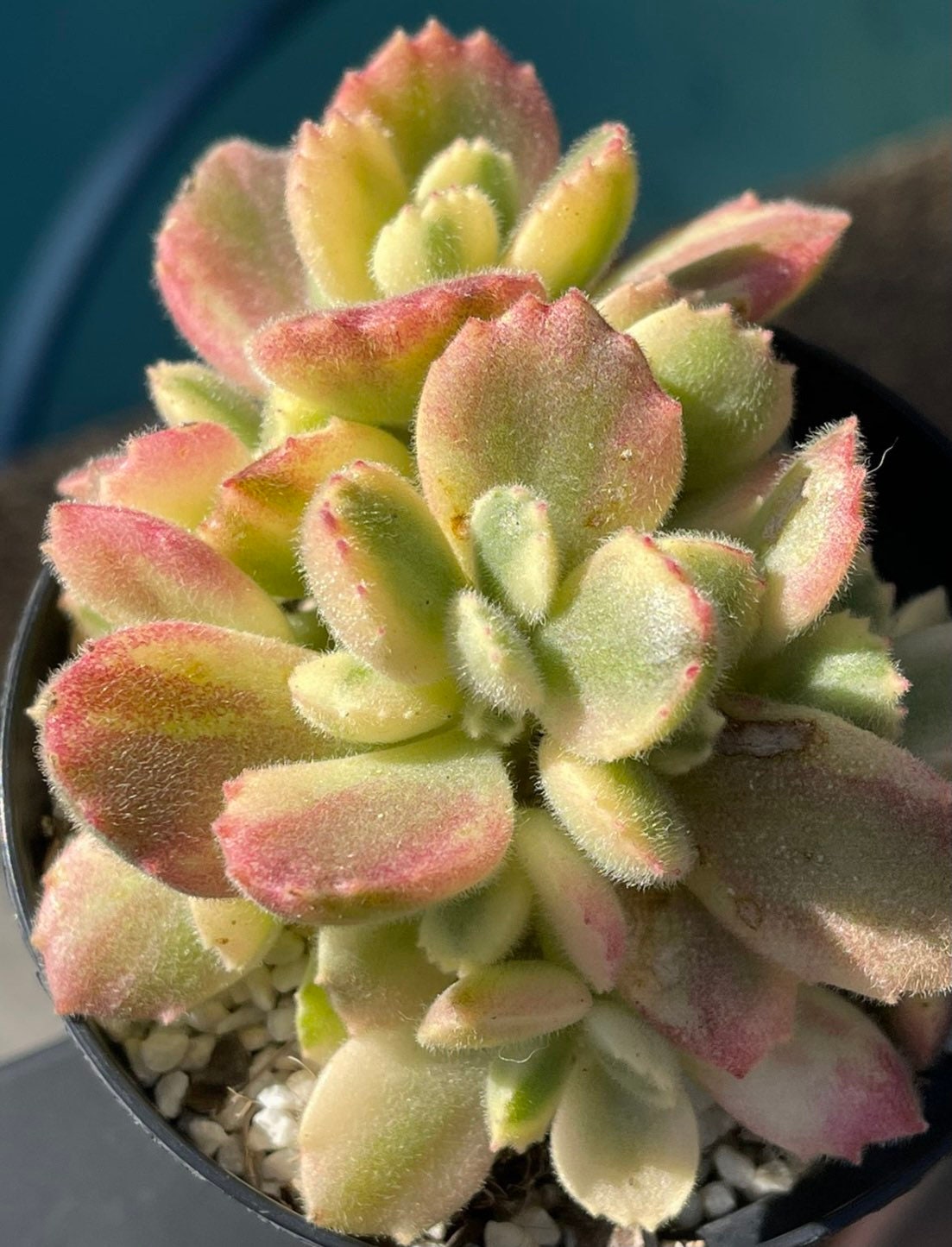 2”pot 4”pot  Succulent Plants Cotyledon tomentosa "Bear's Paw" Variegated