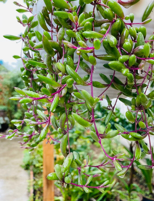 Cuttings/2" pot /4"pot Succulent Plants Othonna Capensis/Ruby Necklace