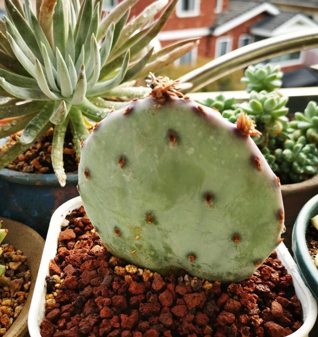 2”pot 4"pot Live purple color Opuntia Santa Rita