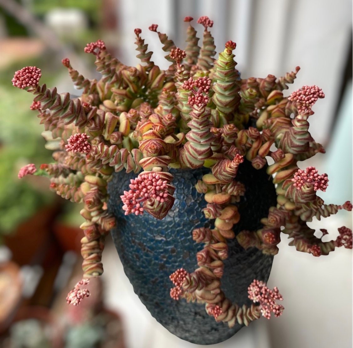 2"pot 4"pot Succulent Plants  Crassula  Jade Necklace  Vine Rosary