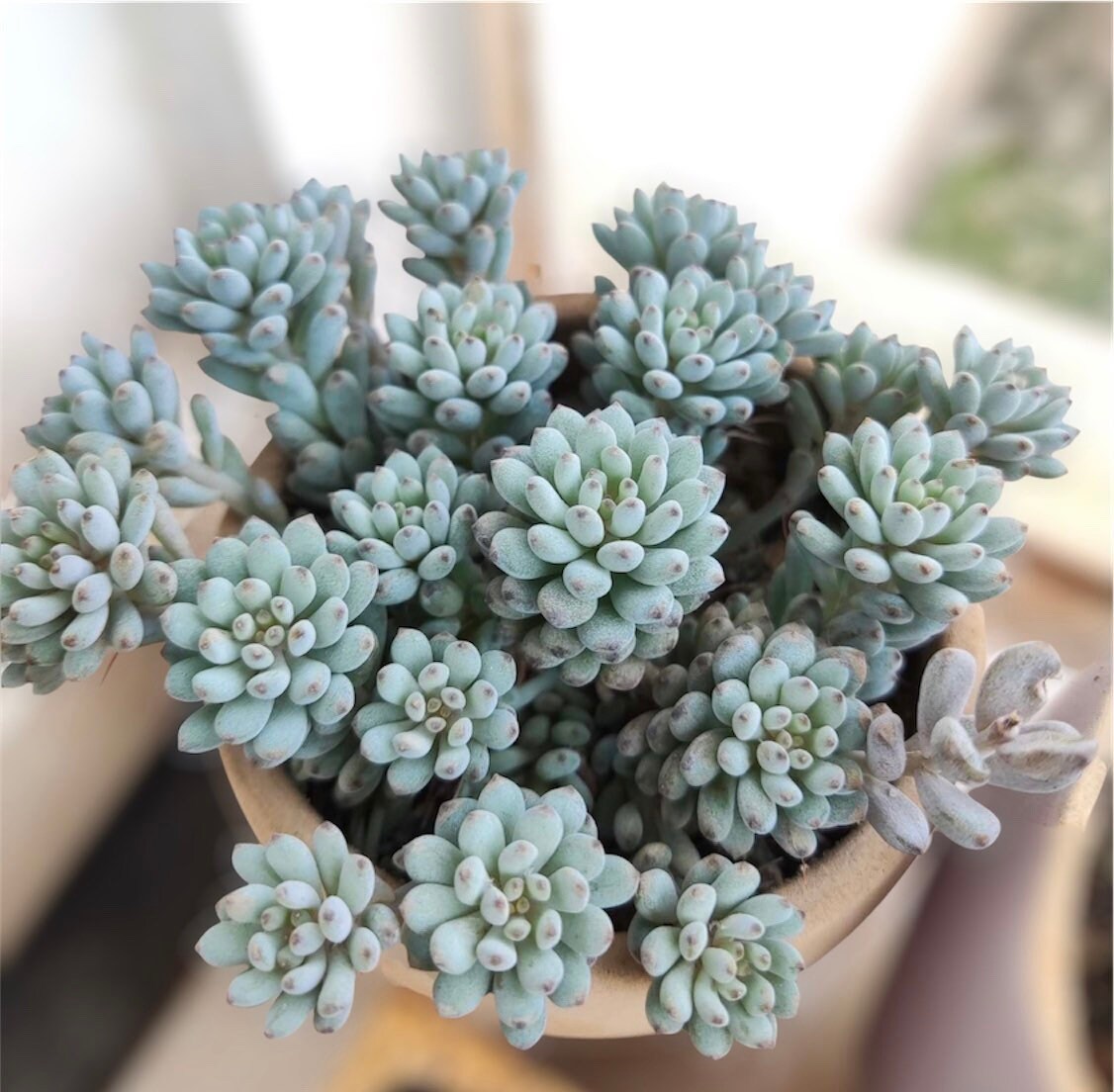 2"pot 4"pot Succulent Plants Graptopetalum Blue Beans