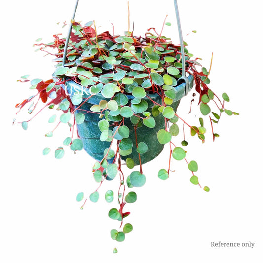 2"pot /4” pot plant Ruby Cascade rooted