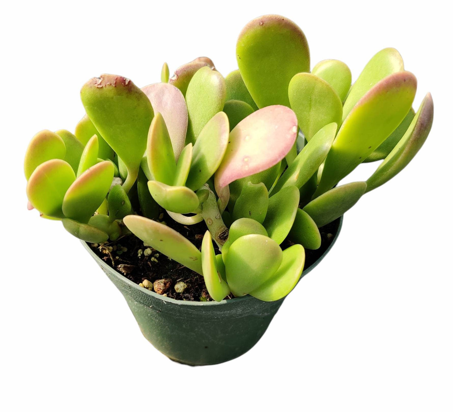 2” pot 4"pot Succulent plants Senecio jacobsenii Trailing Jade Purple