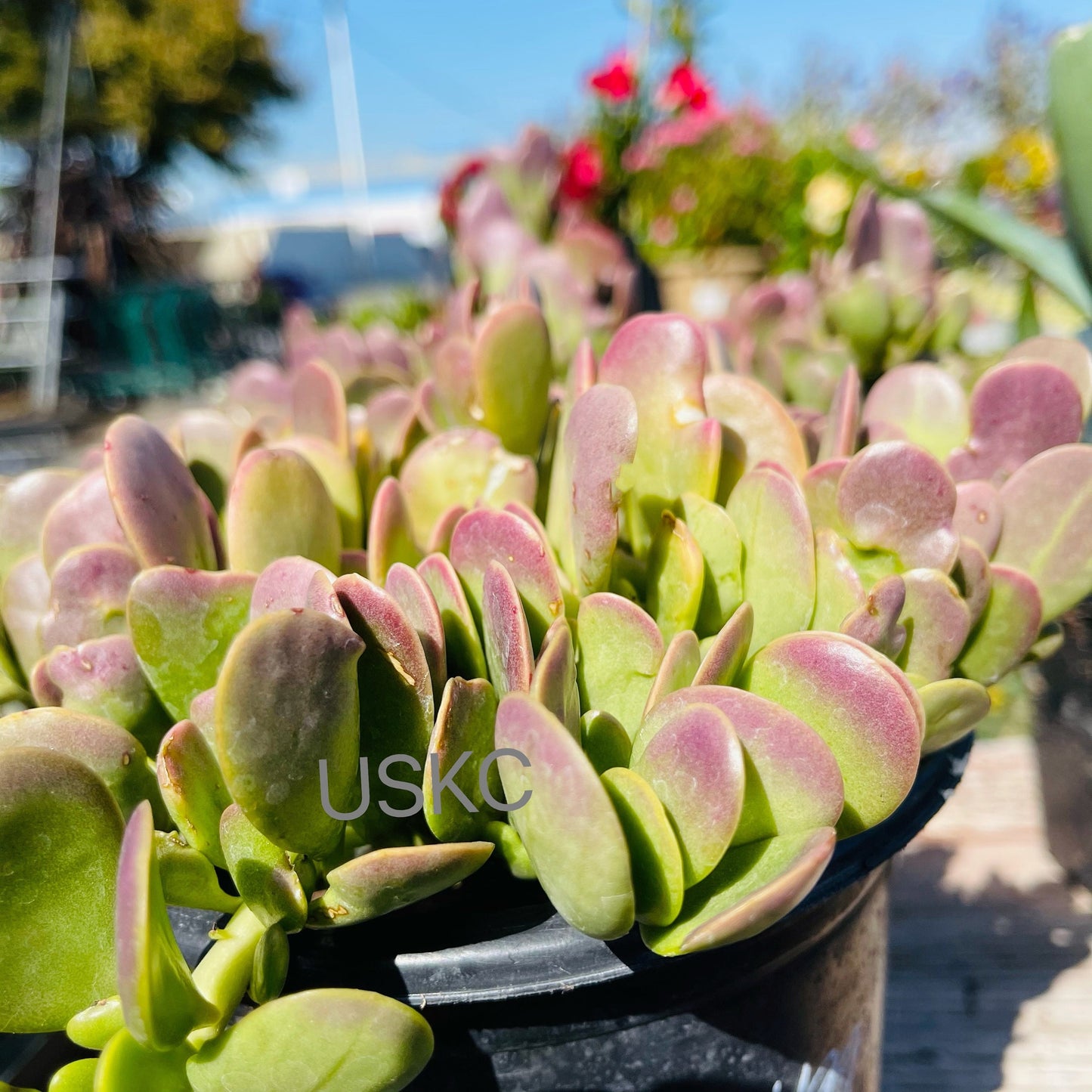 2” pot 4"pot Succulent plants Senecio jacobsenii Trailing Jade Purple