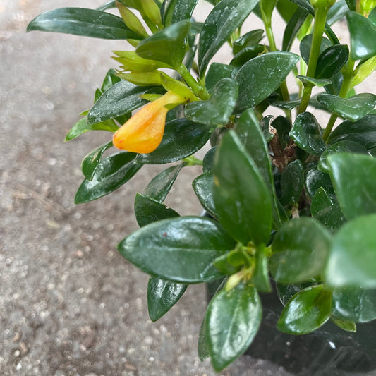 4”pot Golden fish plant