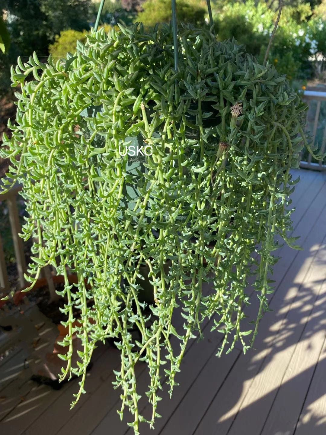 Cuttings/2"pot Succulent Plants  String of Dolphins