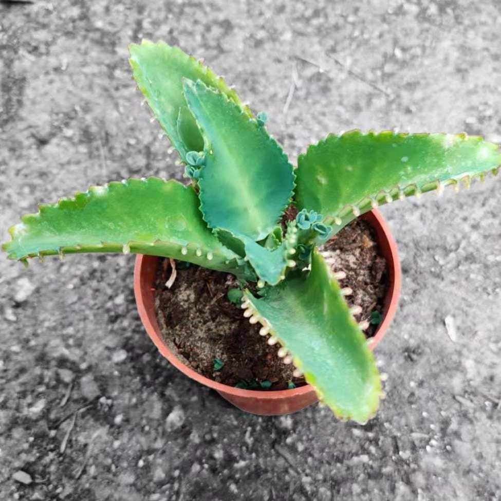 2"pot 4”pot Kalanchoe Mother of Thousands