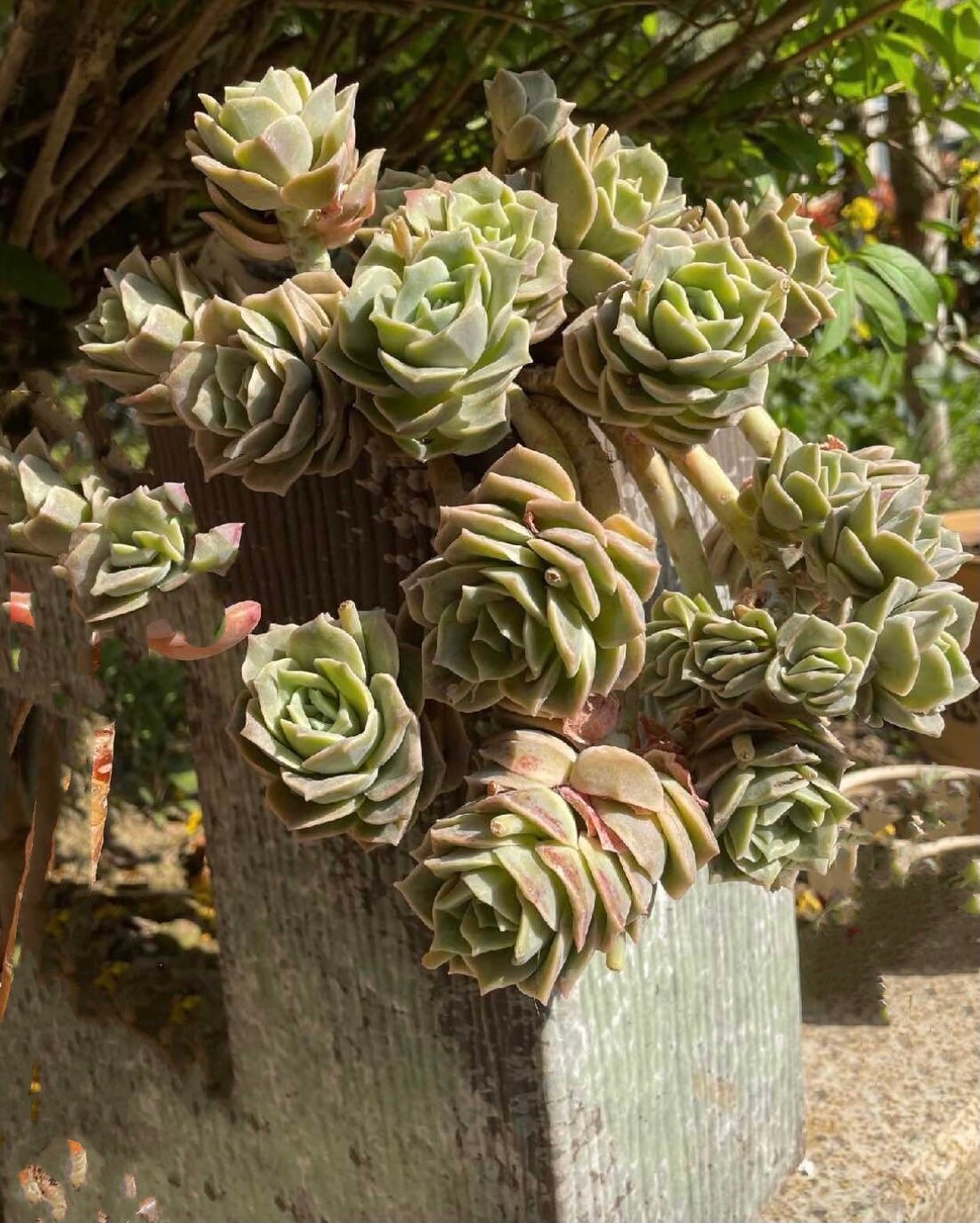 2”pot 4" pot Rare Succulents Plants succulents Echeveria Lovely rose