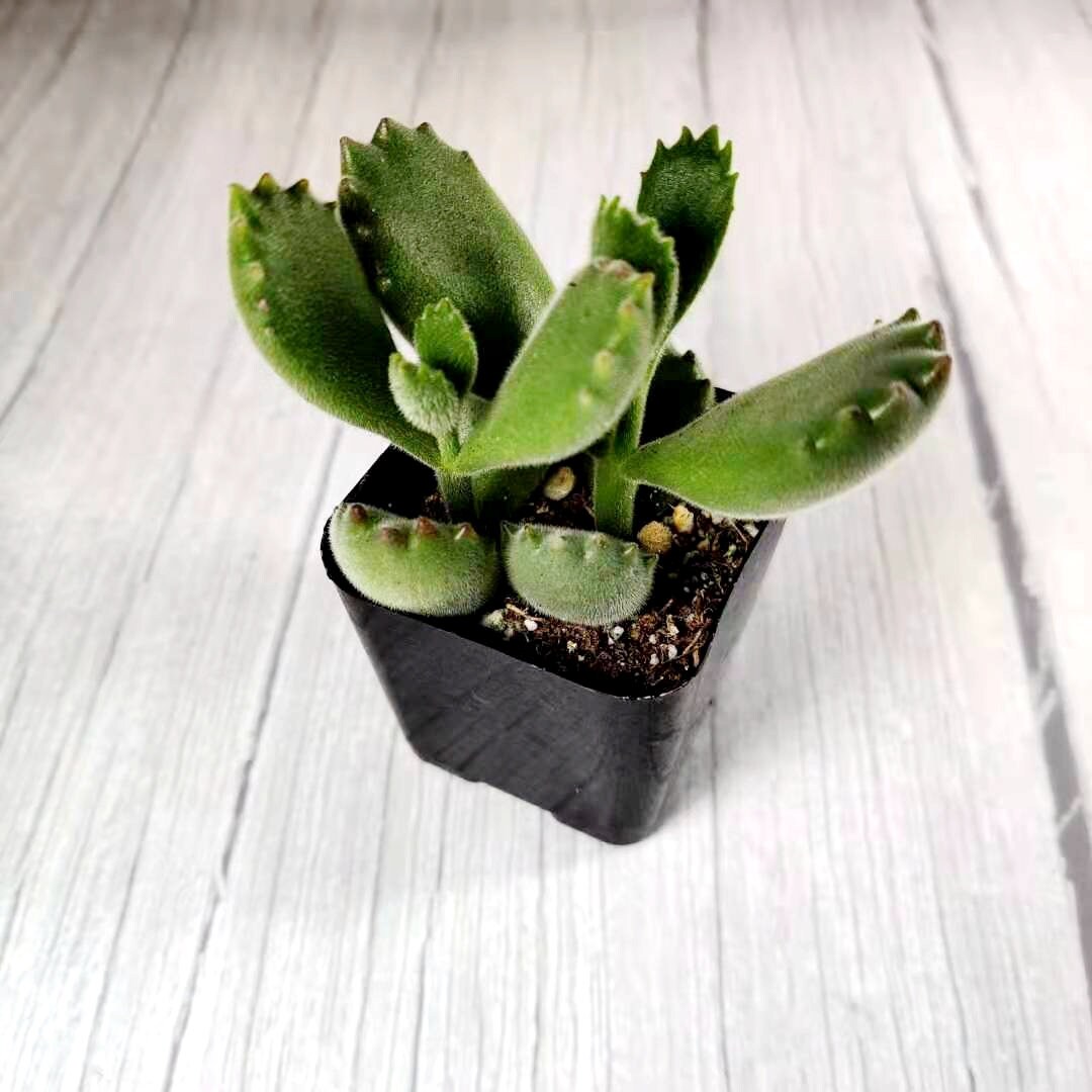 2” pot 4”pot Succulent Plants Cotyledon tomentosa "Bear's Paw"