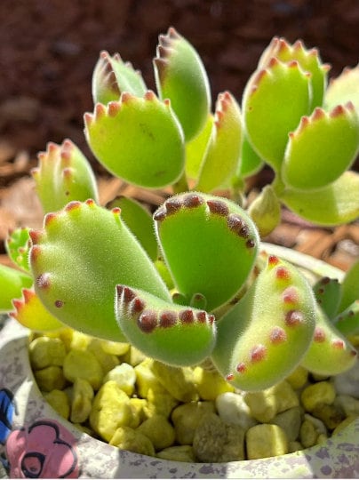 2” pot 4”pot Succulent Plants Cotyledon tomentosa "Bear's Paw"