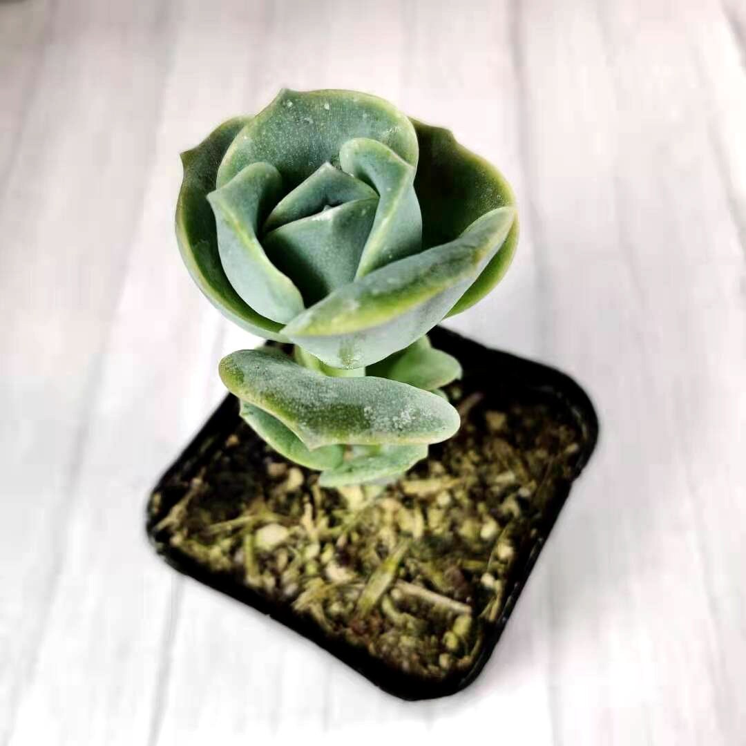 2”pot 4" pot Rare Succulents Plants succulents Echeveria Lovely rose